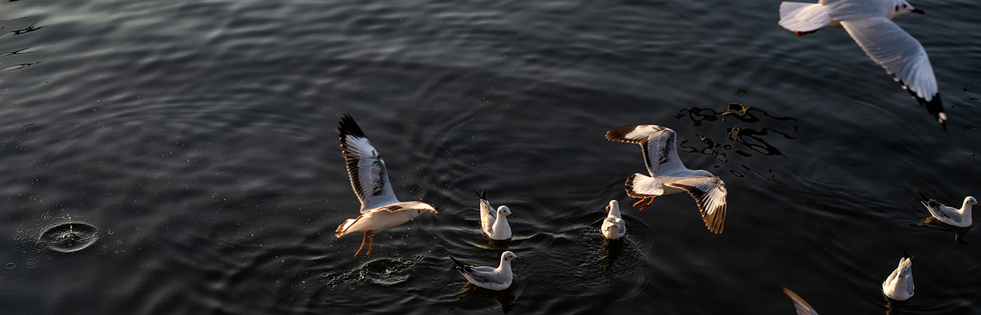 Flocks of seagulls float in the sea.