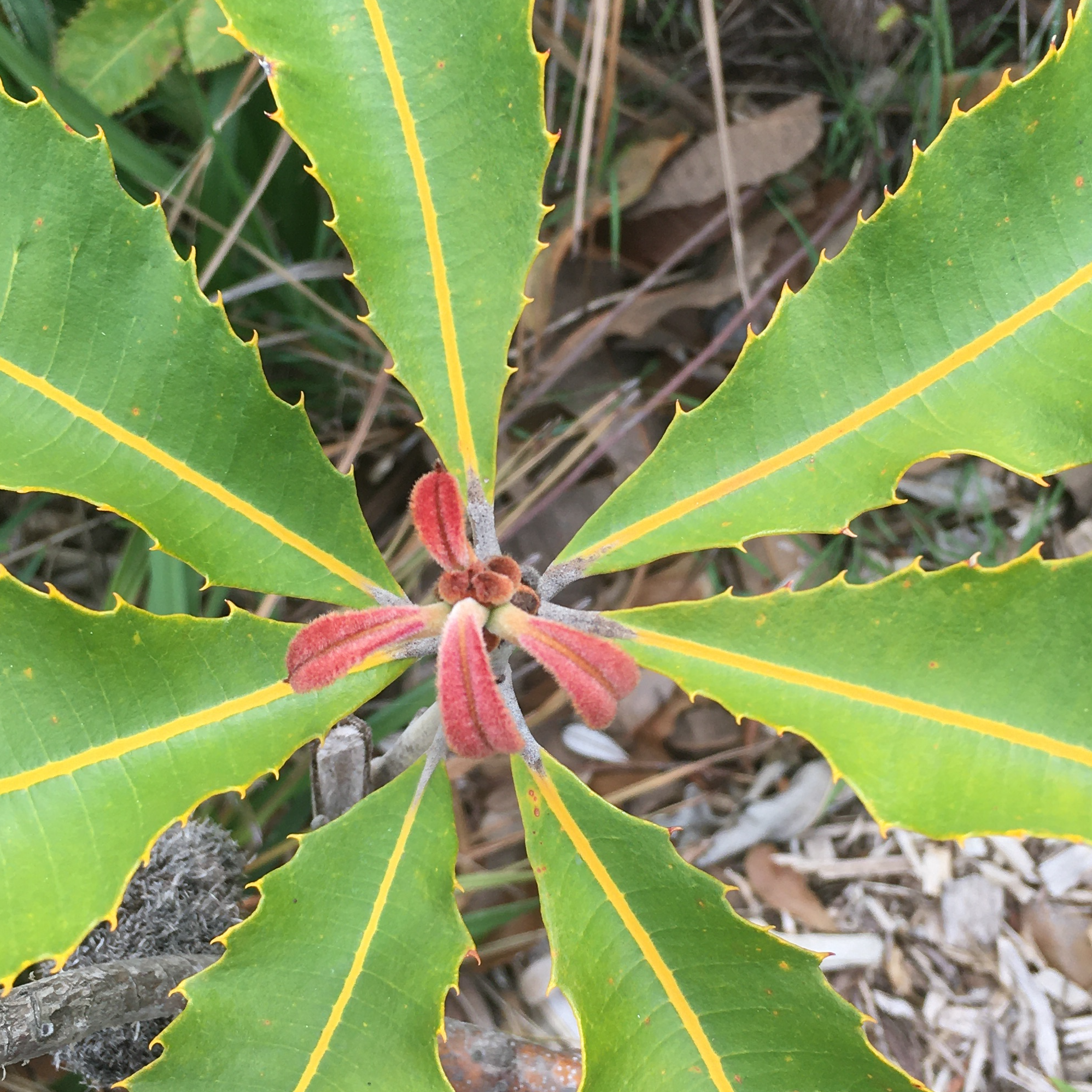 math-trail-sso-image image of plant with symmetry leaves