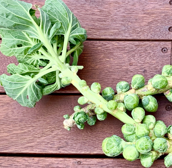 feature-image-brussels brussels sprouts on stalk