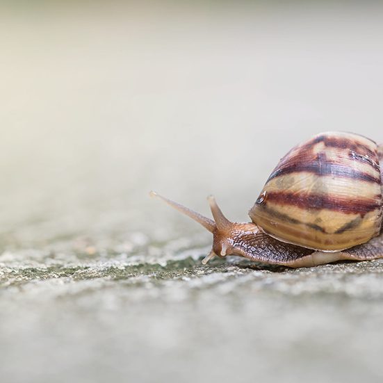 Closeup a snail moving on street floor in the outdoor textured b