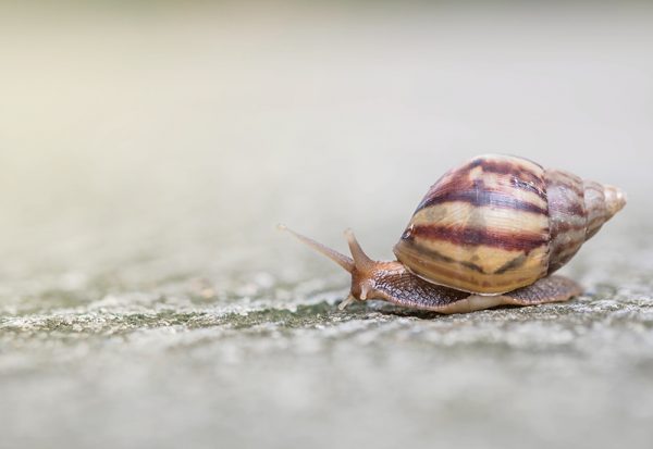 Closeup a snail moving on street floor in the outdoor textured b