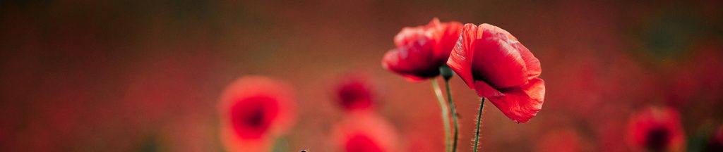 poppy flowers in summer poppy flowers in summer