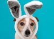 Frightened dog with rabbit ears hat on isolated on a blue background
