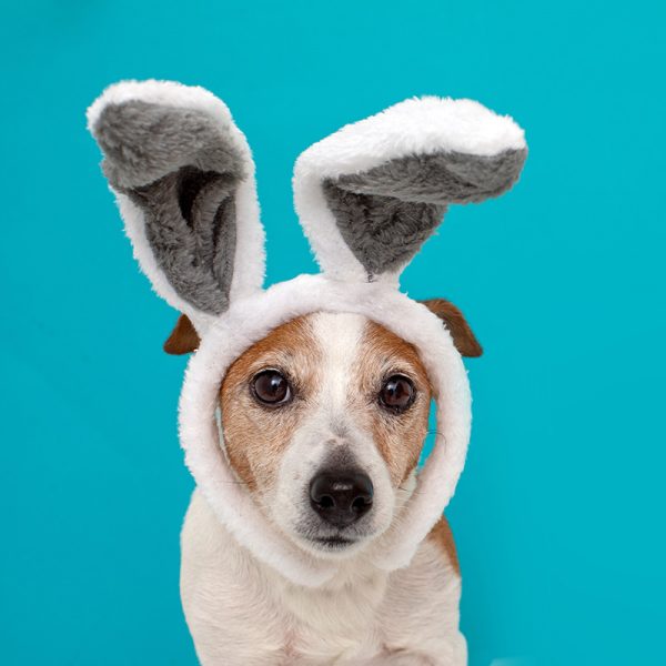 Frightened dog with rabbit ears hat on isolated on a blue background