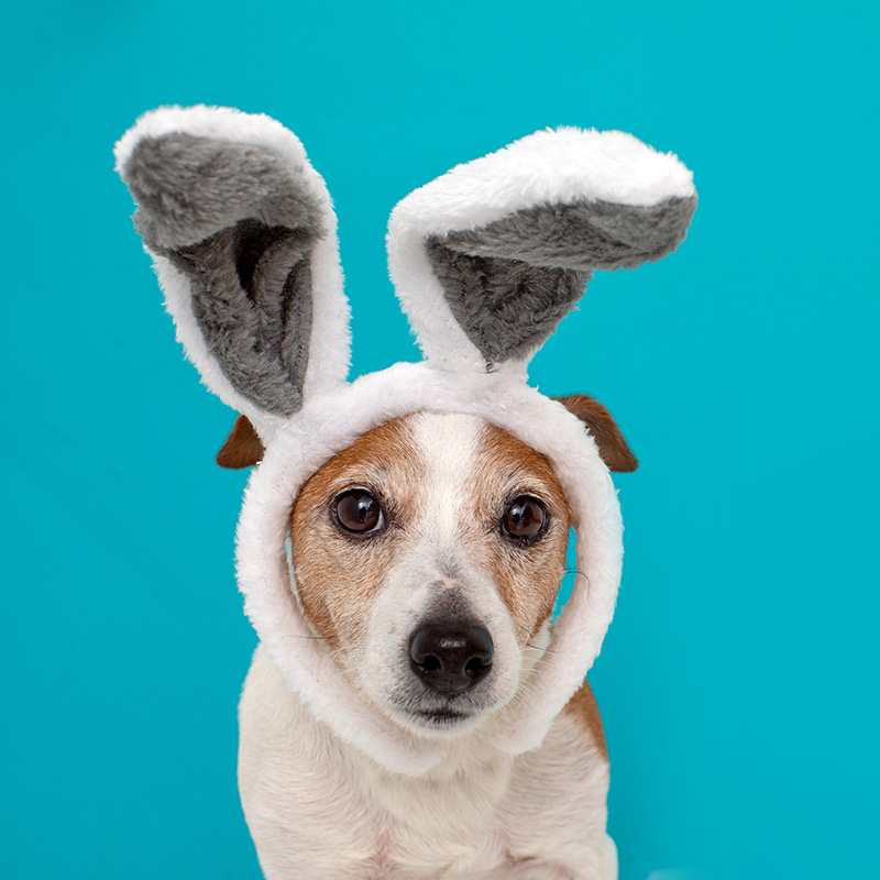 Frightened dog with rabbit ears hat on isolated on a blue background