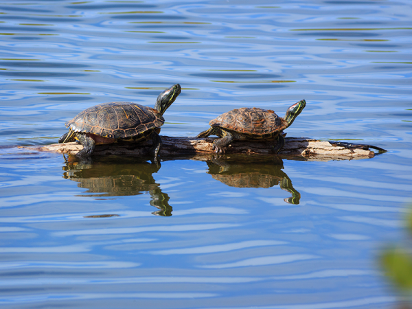 two turtles sitting on a log sso two turtles sitting on a log