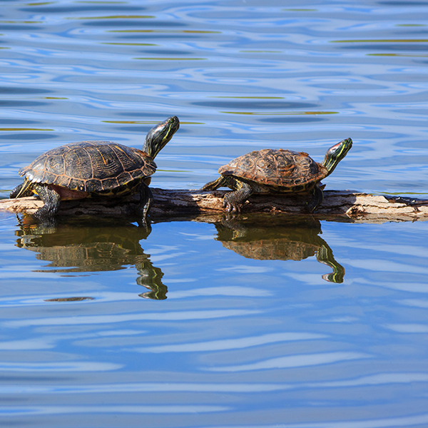 two turtles sitting on a log sso two turtles sitting on a log