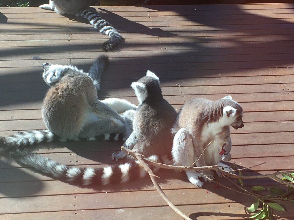 image-five-zoo ring-tailed lemurs
