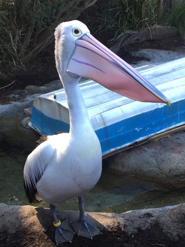 image-four-zoo pelican