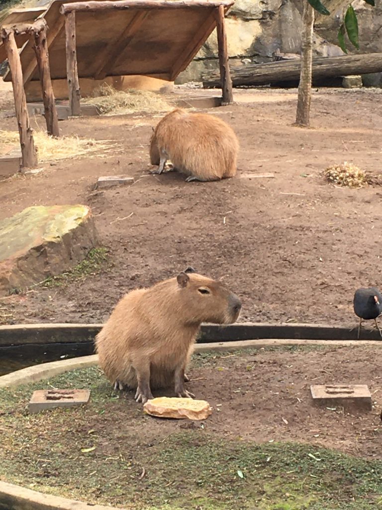 image-three-zoo capybaras at the zoo