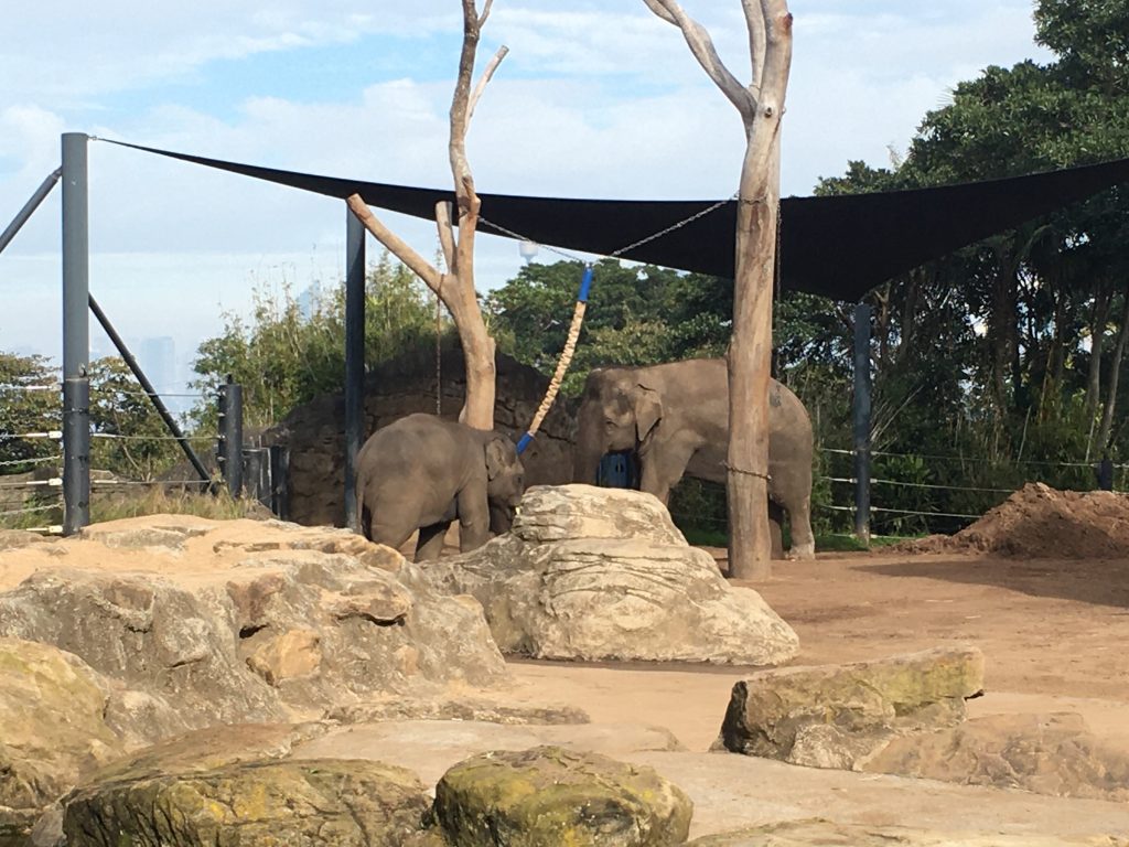 image-two-zoo mother and baby Asian elephant
