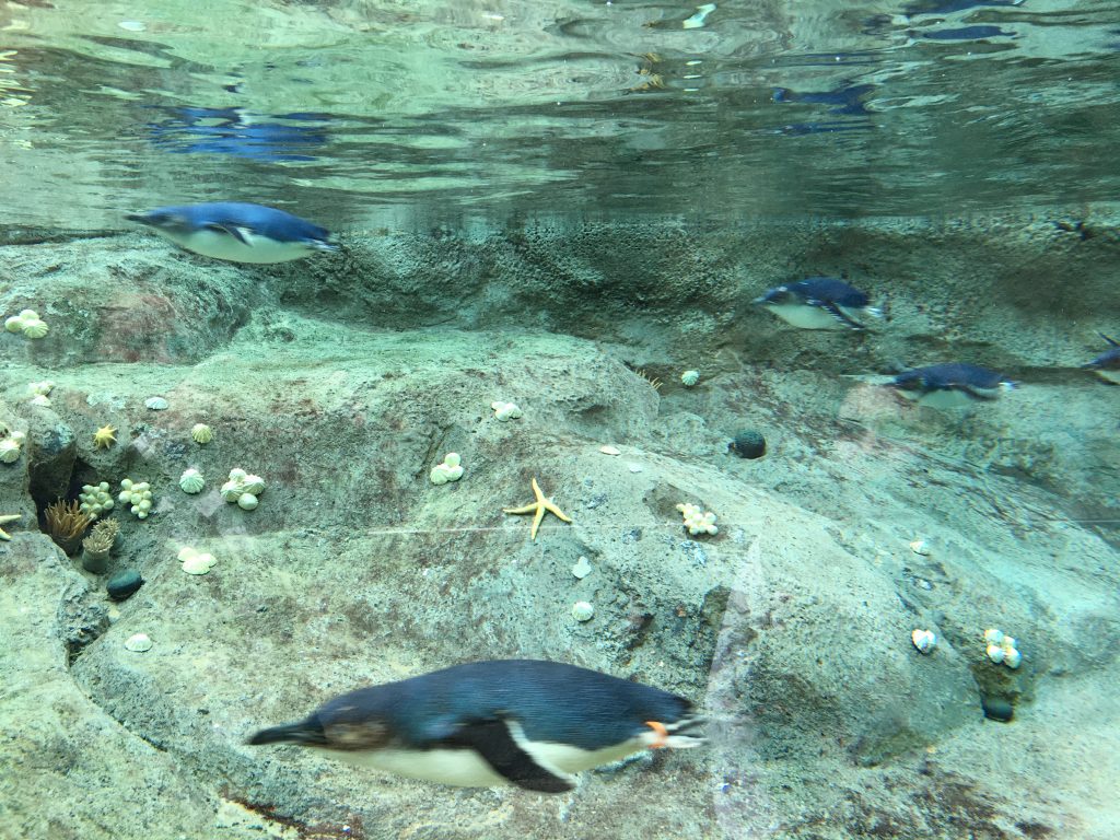 image-one-zoo penguins swimming at the zoo