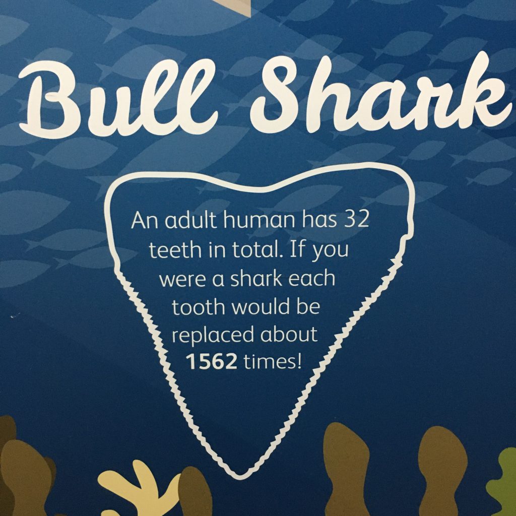 image-eight-zoo information about shark teeth