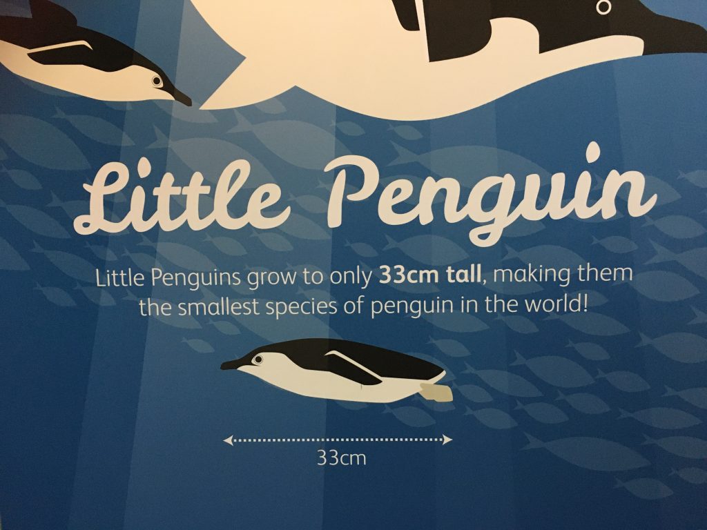 image-seven-zoo little penguin facts