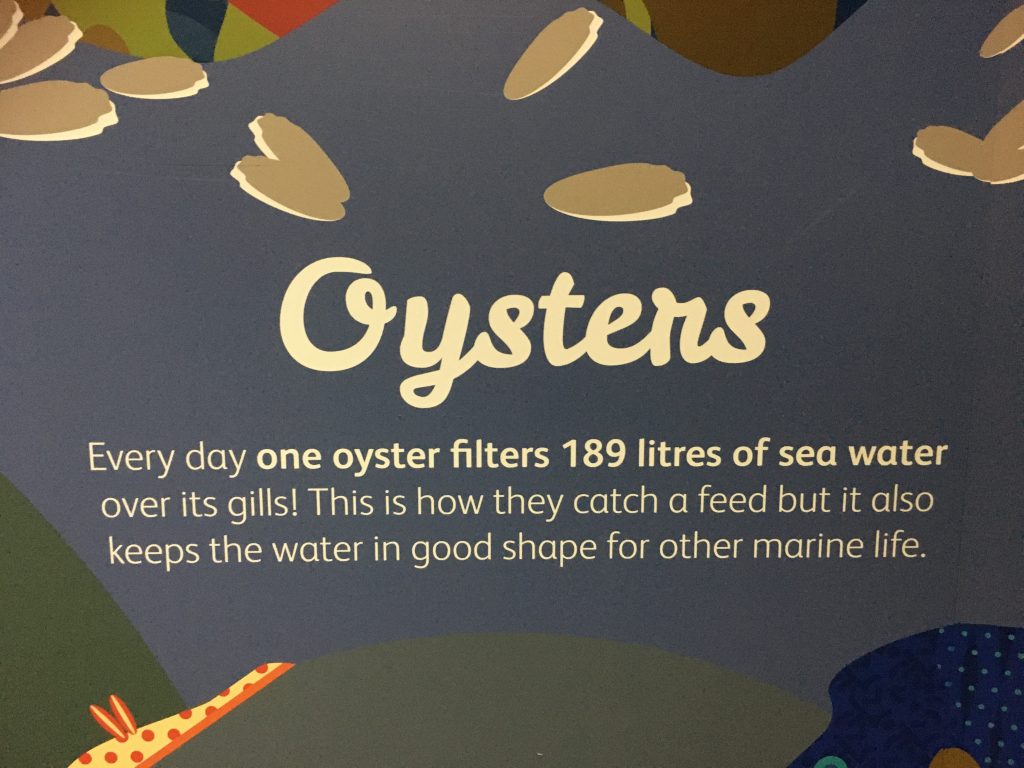 image-six-zoo information about oysters
