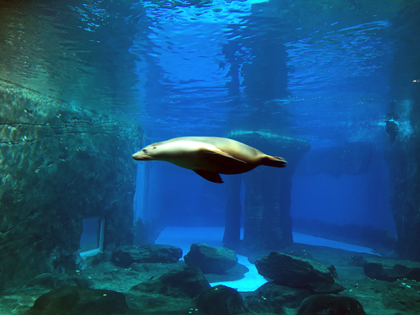 maths at the zoo sso seal swimming