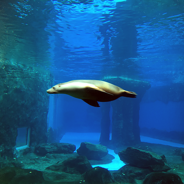 maths at the zoo sso seal swimming