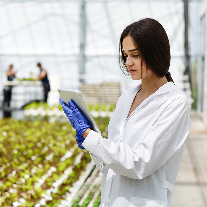 Female researcher reads information from a tablet standing in the greenhouse