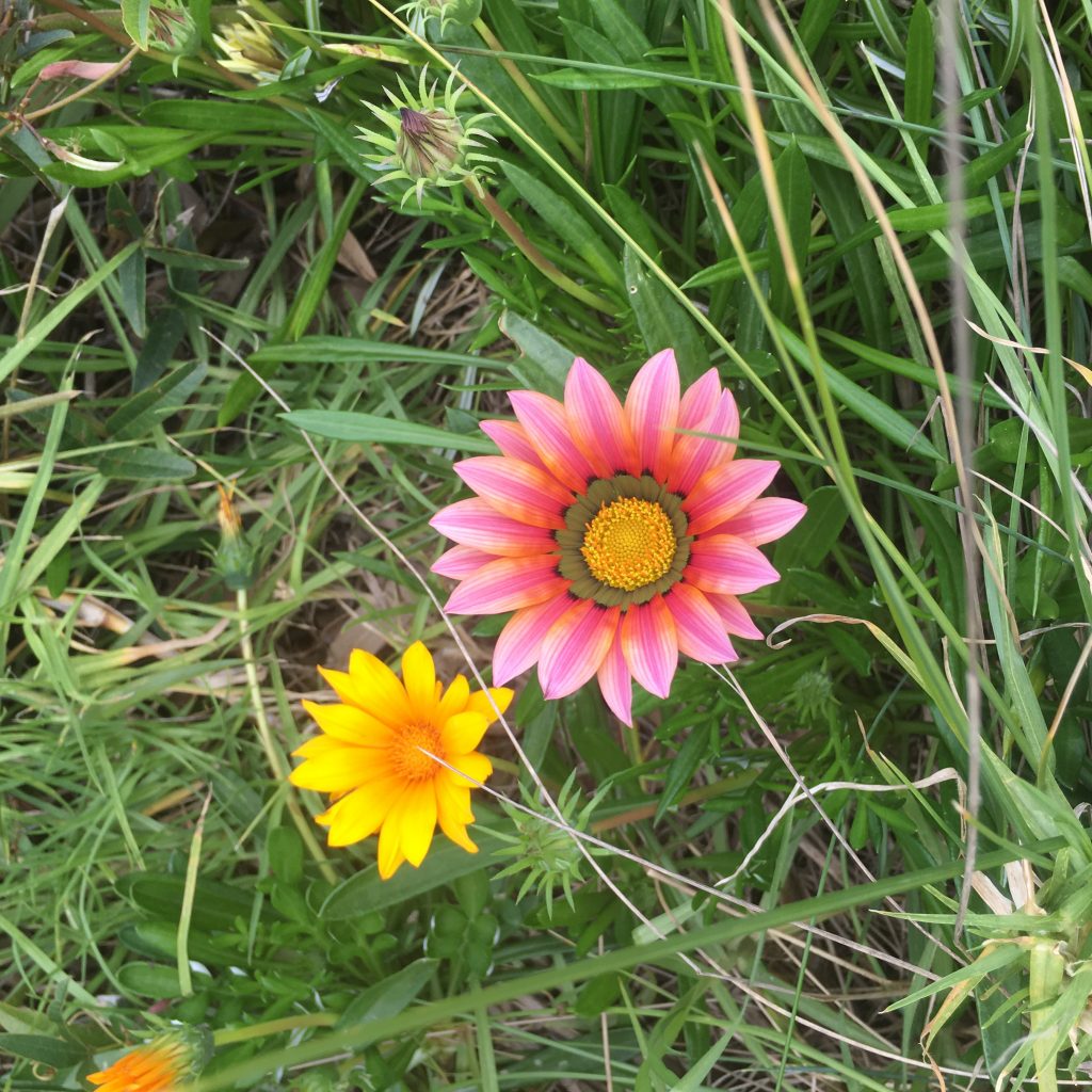 recount-image-eight image of wildflowers