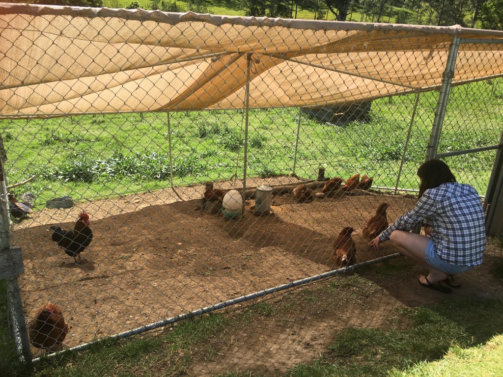 recount-image-seven girl feeding chickens