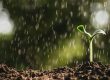 Seedlings growing while rain is falling.