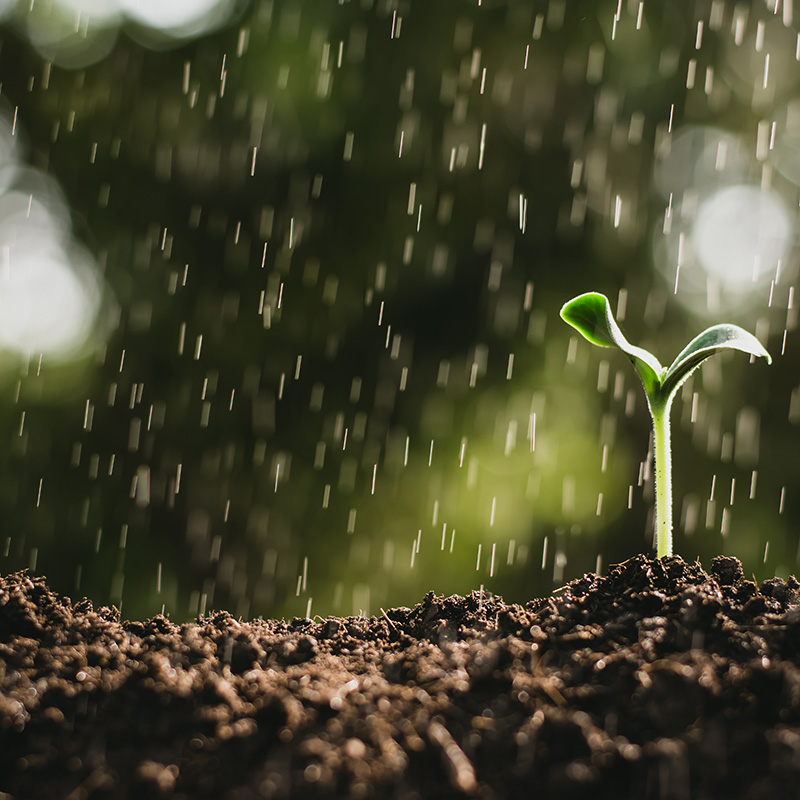 Seedlings growing while rain is falling.