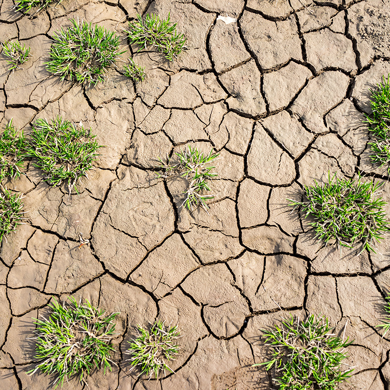 Plant growing in a crack on dry ground