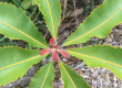 image of plant with symmetry leaves