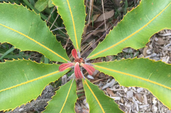 math-trail-sso-image image of plant with symmetry leaves
