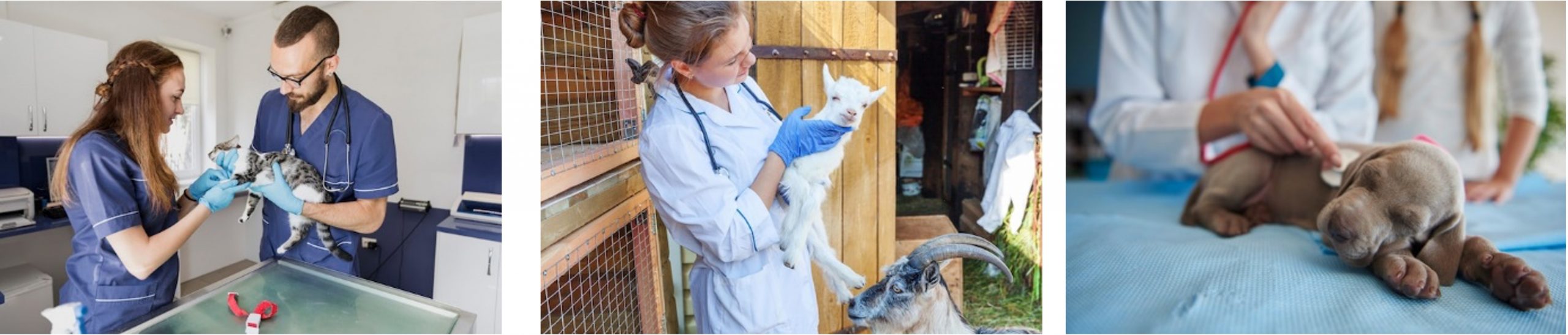 Three example images of vets at work