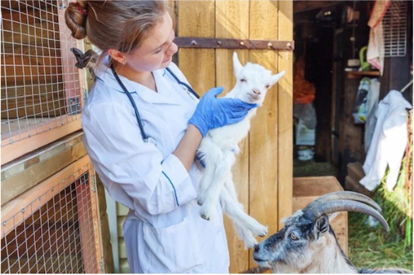 Woman holding a baby goat