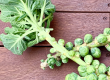 brussels sprouts on stalk