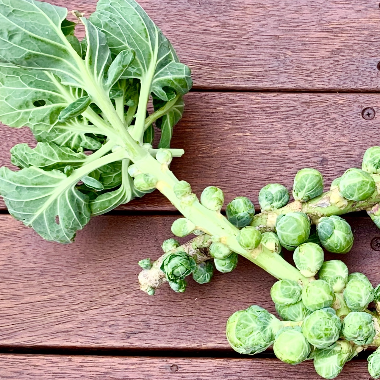 feature-image-brussels brussels sprouts on stalk