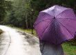 Young woman with a purple umbrella walks in autumn park Durmitor, Montenegro
