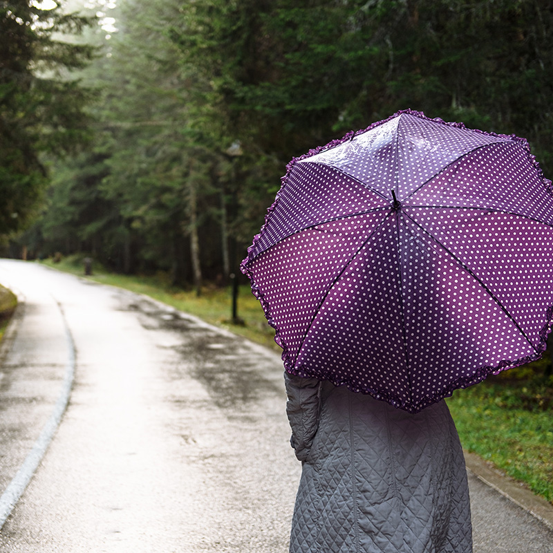 Young woman with a purple umbrella walks in autumn park Durmitor, Montenegro
