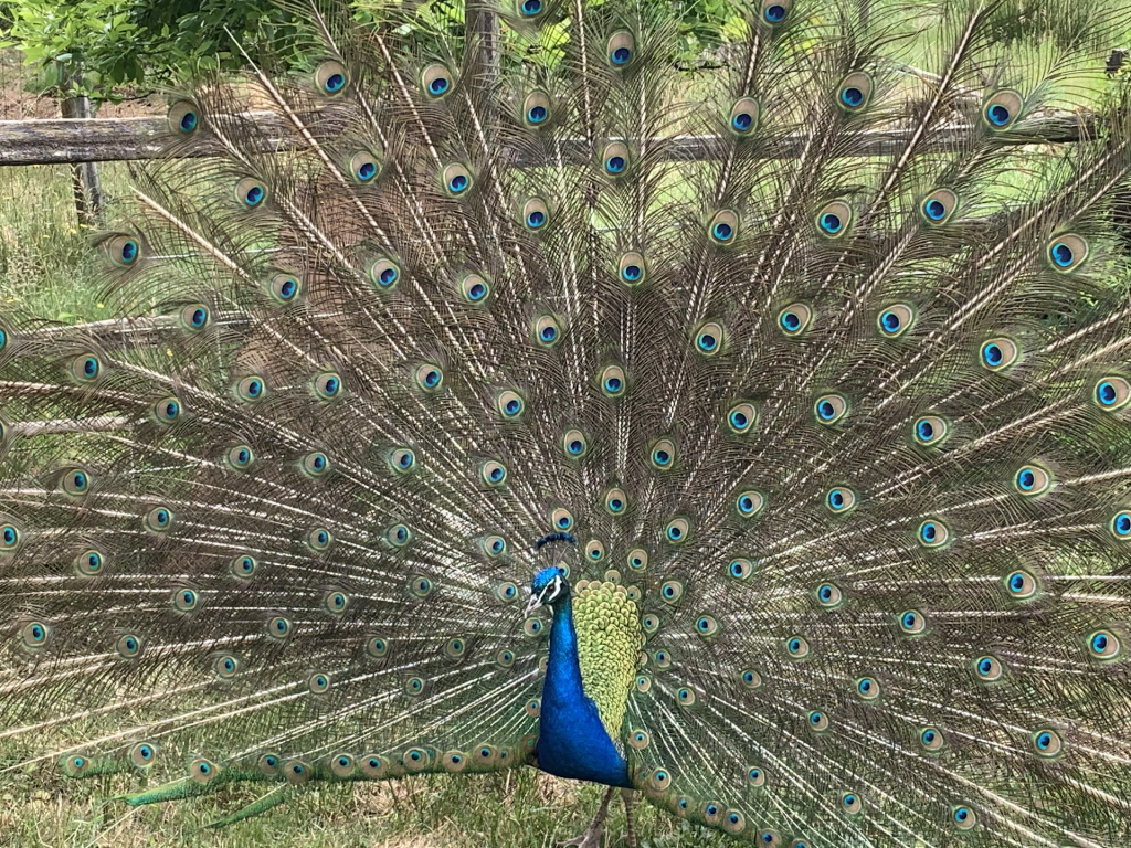 image-one-maths-in-that peacock