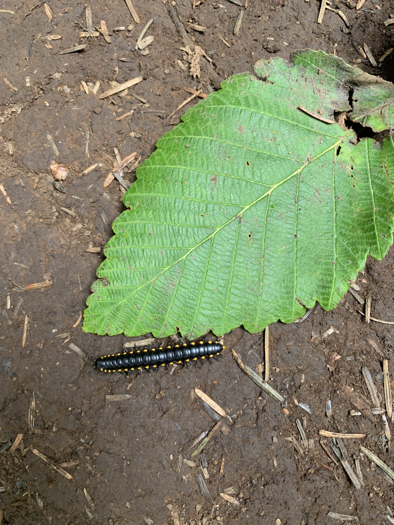 image-three-maths-in-that iamge showing a leaf next to a small centipede